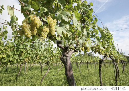 Chardonnay vineyard 4151441