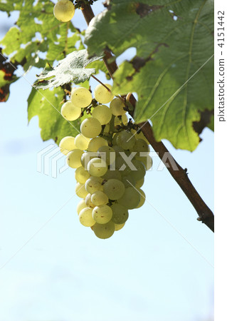 Chardonnay variety grapes 4151442