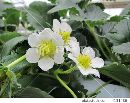 Strawberry flowers 4151486