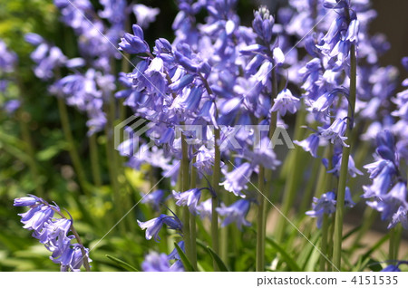 Schiller競選活動(貝爾海豚) Schiller競選活動(貝爾海豚) 4151535