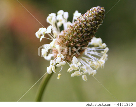 Heraooba Heraooba 4151550