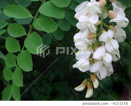 Freesia Freesia 4151558