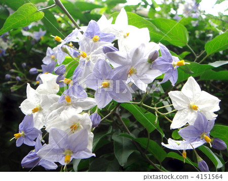 Tsuruhananasu 4151564