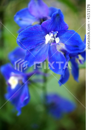 Delphinium (sinensis): marine blue Delphinium (sinensis): marine blue 4151576