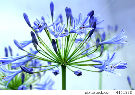 Agapanthus Agapanthus 4151588