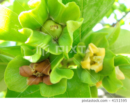 A bran of a persimmon when fresh green! (Flowers of oysters · flowers and small fruits immediately after pollination) 4151595