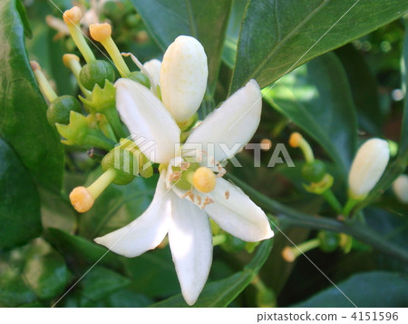 Dekopon's flower and baby (real) 4151596