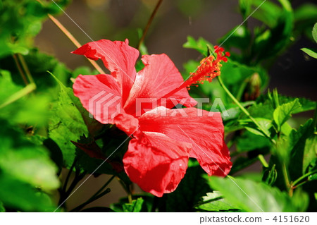 沖繩的芙蓉 4151620