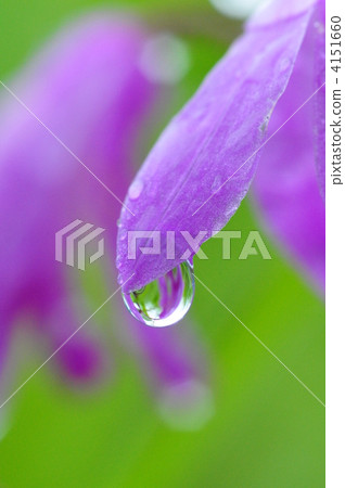 Rain drops Rain drops 4151660