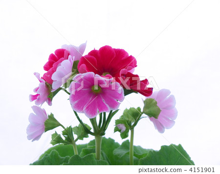 報春花Obconica 4151901