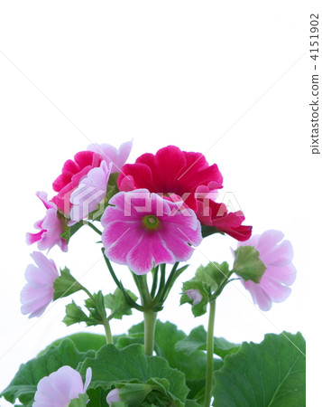 報春花Obconica 4151902