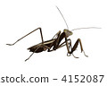 praying manti, bug, insect 4152087