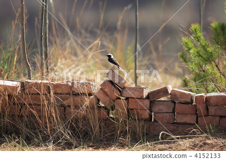 Seguro sabaku hitaki 4152133