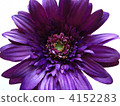 紫色非洲菊 4152283