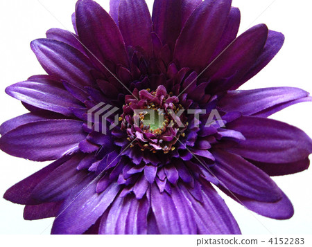 Purple Gerbera 4152283