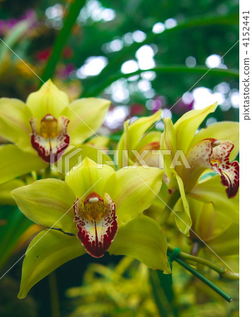 Yellow cattleya 1 4152441