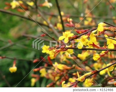 在中國，據說是長白花朵的歐拜花 4152466