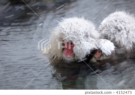 Japanese macaques Japanese macaques 4152473