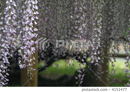 Wisteria 4152477