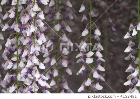 Wisteria 4152481