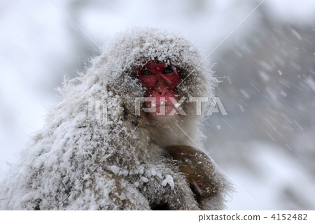 Japanese macaques Japanese macaques 4152482
