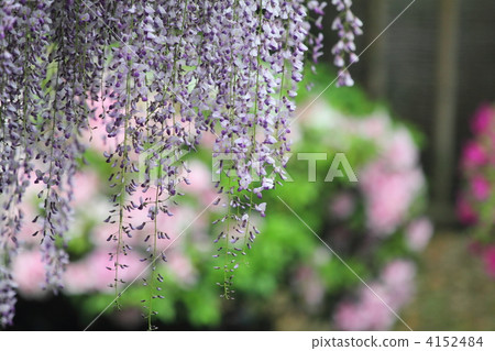 Wisteria Wisteria 4152484