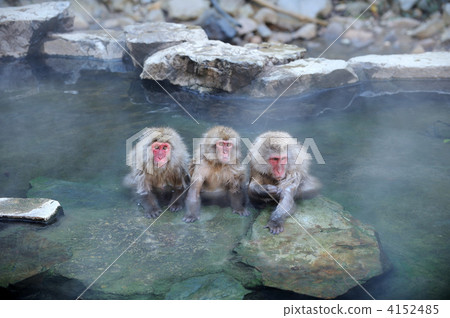 Japanese macaques Japanese macaques 4152485