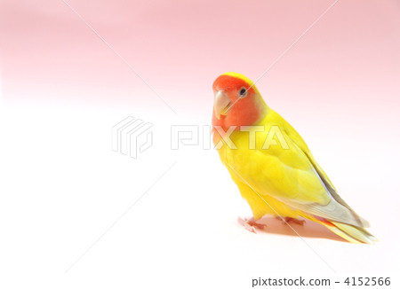 Kozaku Rinko Kozaku Rinko 4152566