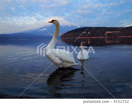 富士山和天鵝 4152722