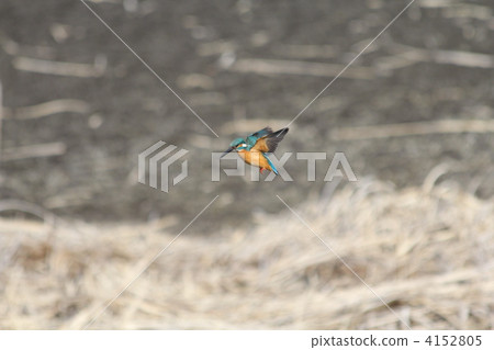 common kingfisher, kingfisher, swan landing spot 4152805