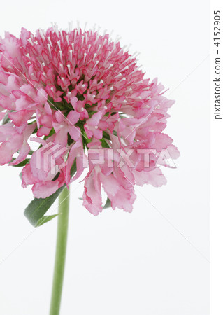 Scaviosa salmon pink floral up 3 4152905