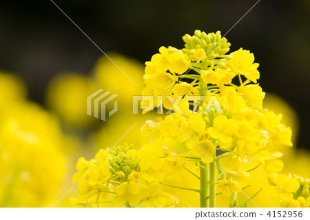 強姦開花 4152956