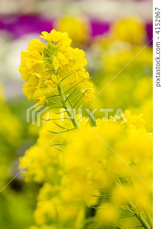 強姦開花 強姦開花 4152967