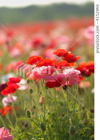 虞美人 紅罌粟 佛蘭德斯紅罌粟 4152968