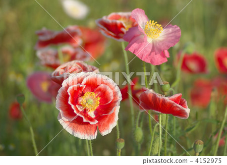 red poppy, papaver rhoeas, poppy 4152975