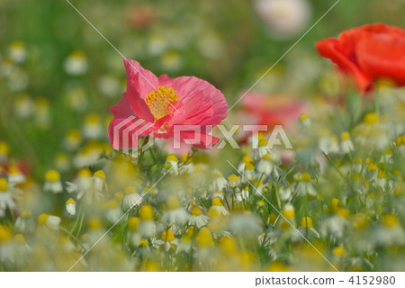 虞美人 紅罌粟 佛蘭德斯紅罌粟 4152980