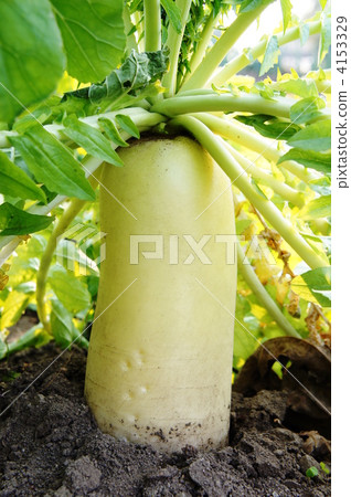 蘿蔔 蘿蔔 4153329