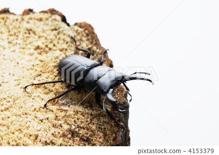 Dorcus rectus 4153379