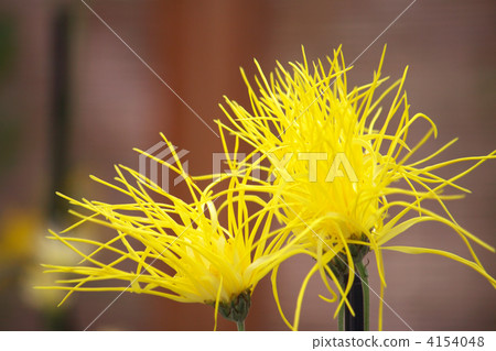 佐賀菊花 4154048