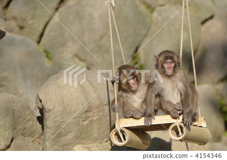 小猴子 日本獼猴 揮舞 4154346