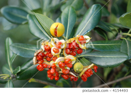 Tibera fruit Tibera fruit 4154493