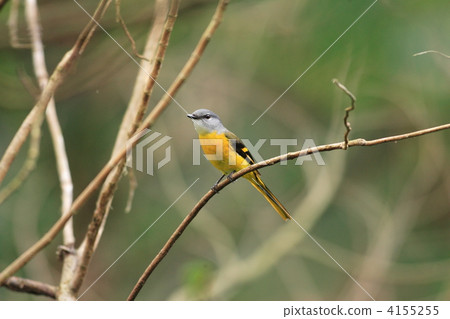 Beni salamander 4155255