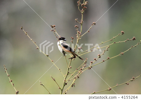 Takasagomo Takasagomo 4155264