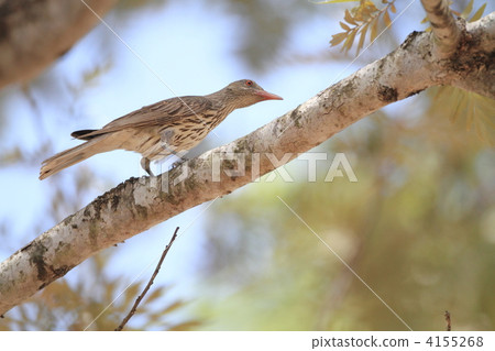 White-tailed Coolai Aguice 4155268