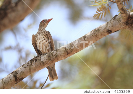 White-tailed Coolai Aguice 4155269