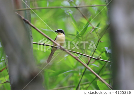 Chigomos Chigomos 4155286