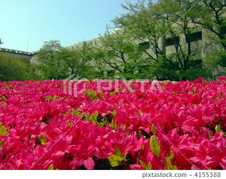 映山紅 映山紅 4155388