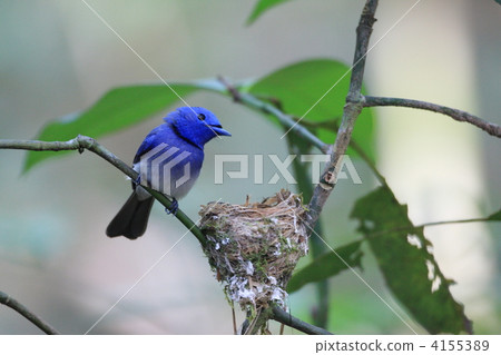 Chloe Hitaki 4155389