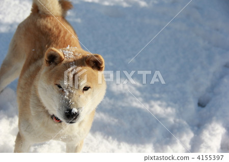 Shiba Inu in the snow Shiba Inu in the snow 4155397