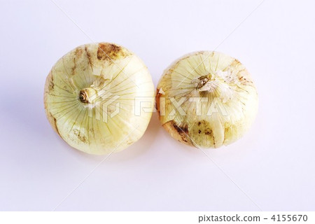 春天的味道·新的洋蔥2水平的價值 4155670